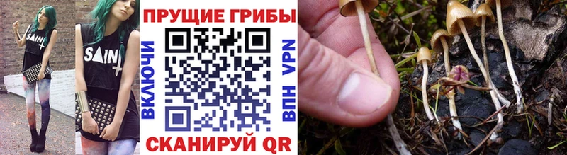 Галлюциногенные грибы Psilocybe  blacksprut онион  Мегион 